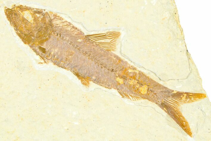 Detailed Fossil Fish (Knightia) - Wyoming #379310